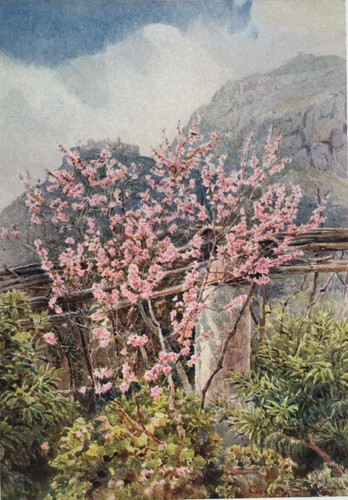 Peach trees florence in - peach-trees,