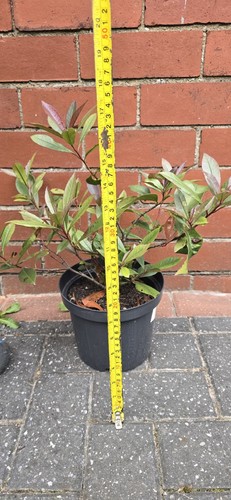 Photinia red robin - photinia,