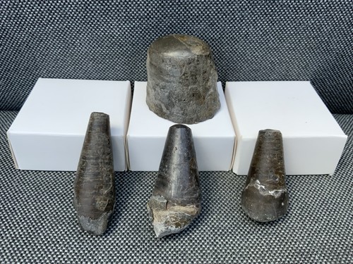 Fossil belemnite - 4x,