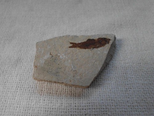 Fish fossil find - fish, an