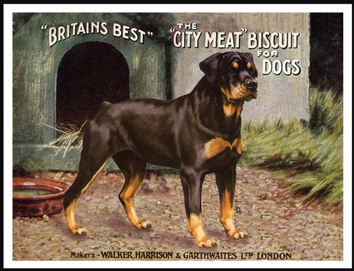 Rottweiler dog food advert - rottweiler,