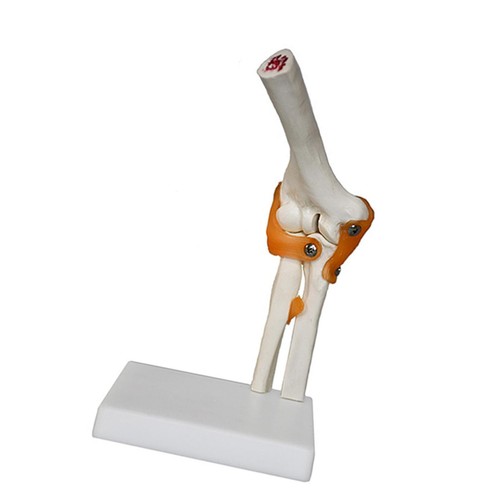 Human elbow joint model - elbow,