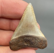 HIGH QUALITY GREAT WHITE SHARK