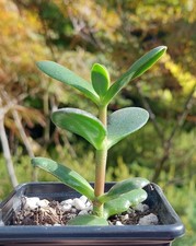 Crassula ovata - Jade Plant - Succulent - Industrial Agaves