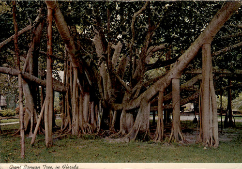 Postcard giant banyan tree - giant,