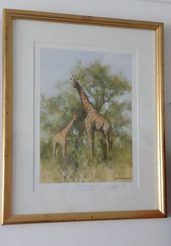 Giraffe masai and - and, young