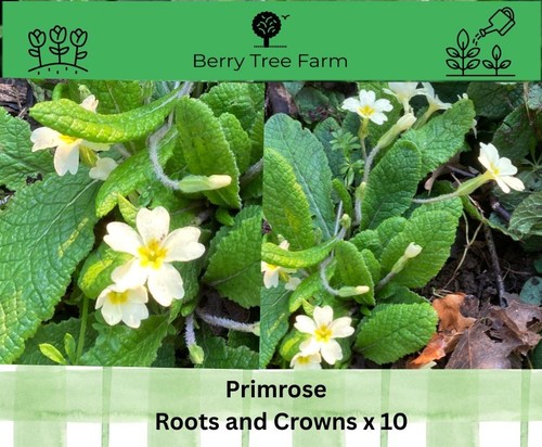 Wild primroses 12 - primroses,