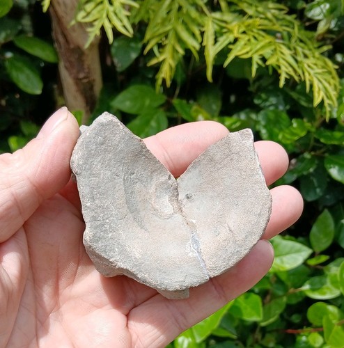 Fossil ichthyosaur bone - fossil,