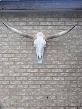 Cow Skull With Polish Horns 4F