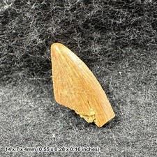 GENUINE Raptor Dinosaur Tooth