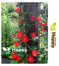 CYPRESS VINE CARDINALIS RED 55