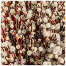 100 Violet Willow Trees /