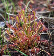Drosera Intermedia - 20 Seeds - Temperate Sundew Carnivorous Plant