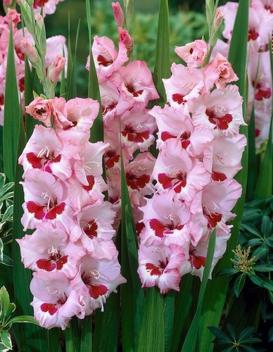 Gladioli wine roses - gladioli, &