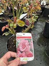 POTTED ROSE 'ALOHA' Climbing