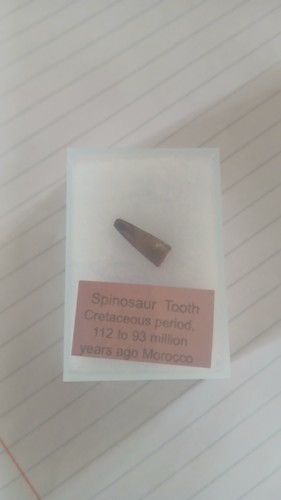 Genuine spinosaurus tooth - spinosaurus,