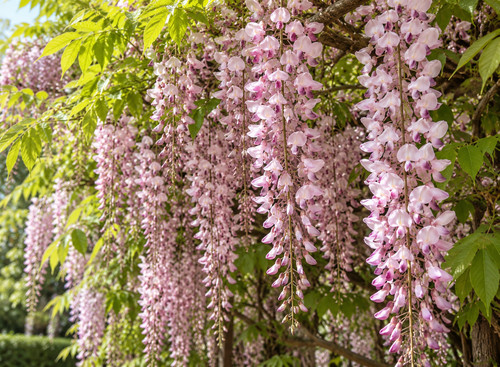 Wisteria sinensis pink - pink, 6ft