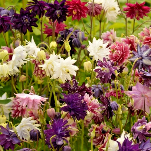 Sale aquilegia barlow - 2,