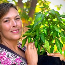 Pre Order Jalapeño Chilli