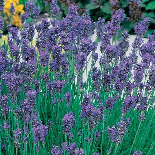 Lavender munstead shrub plants - lavender,