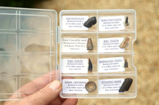 BOXED fossil collection of RARE JAVAN fossils, fish, croc, shark vert, stingray