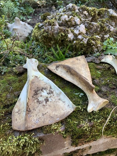 Real animal bones deer - bones,