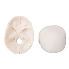 Skull Display Model 1/2 Human