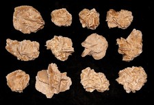 Wholesale Desert Rose Large