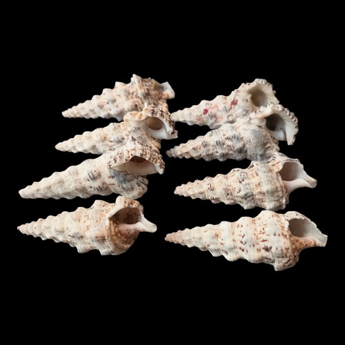 Seashells lot cerith - lot, snail