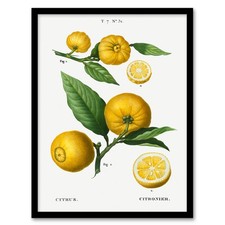 Pierre Joseph Redoute Framed