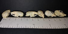 One Genuine House Mouse Skull (Mus musculus domesticus) UK bone skeleton