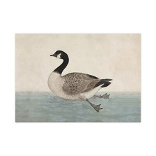 Vintage Canada Goose Art Print