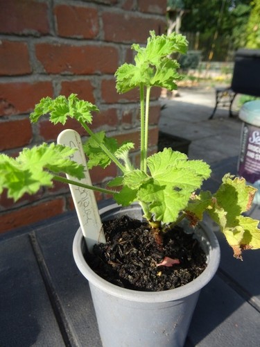 Pelargonium scarlet unique - scarlet,
