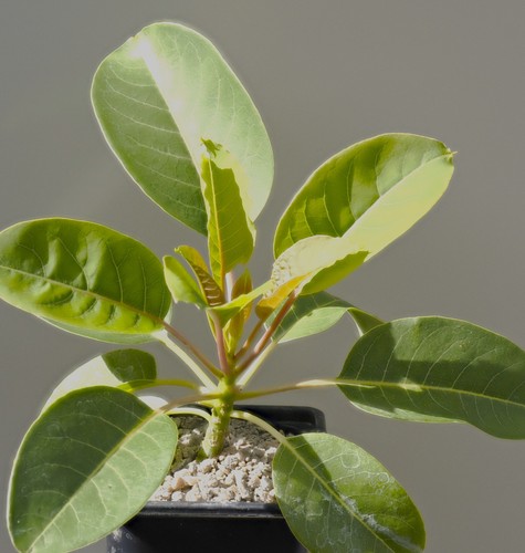 Phytolacca dioica - ,
