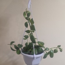 Aeschynanthus 'Mona Lisa'