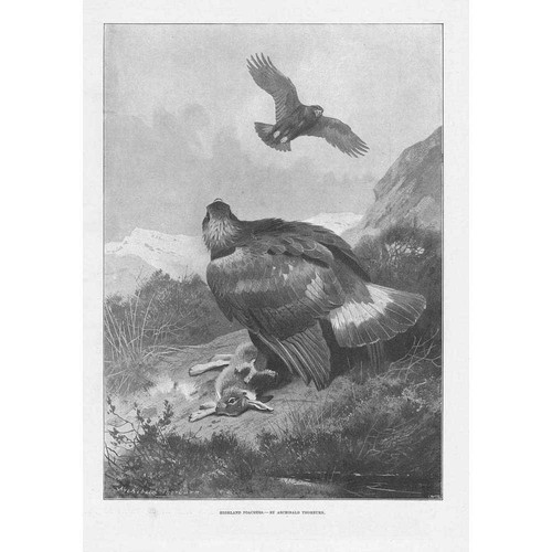 Archibald thorburn highland - archibald,