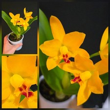 Mini Cattleya Hybrid Yellow. 1