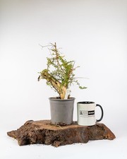 Lonicera nitida Bonsai Tree 1L Pot Hardy Outdoor Easy Care Starter Plant