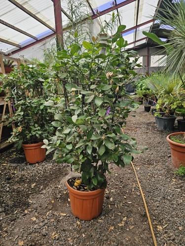 6ft citrus lemon trees on - citrus,