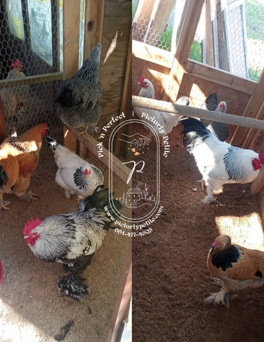 Giant brahma hatching eggs - giant,