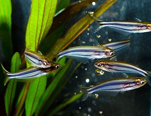 Pack debauwi catfish - 3-pack,