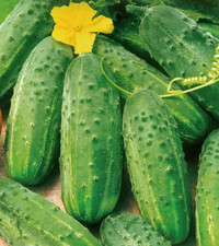 Cucumber Gherkin Cornichon de