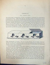 Original Old Antique Print Birds Fulton Wright C1880 Pigeon Loft Nesting Boxes