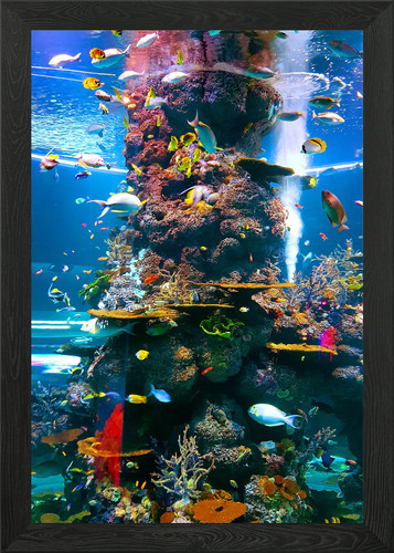 Life marine biota framed - life,
