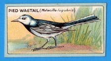 PIED WAGTAIL - Original 1922 R.J. Lea ENGLISH BIRDS Cigarette Card