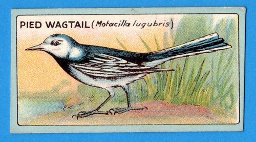 Pied wagtail original 1922 - -,