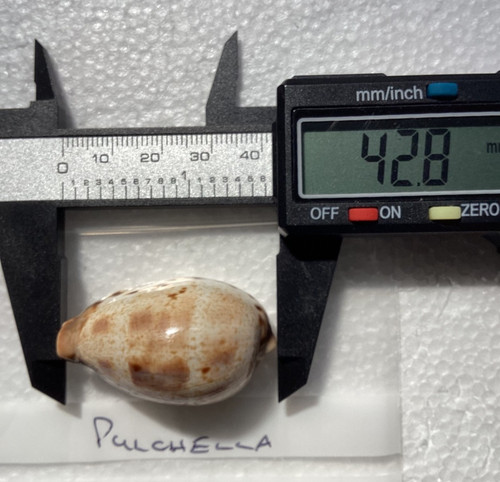 Cypraea pulchella cowrie - cypraea, a