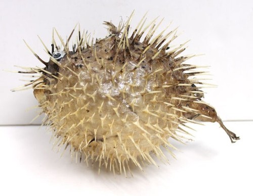 Porcupine puffer fish blowfish - fish,
