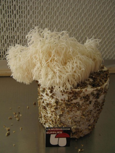 Lions mane hericium - mane, (hericium