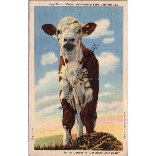 West texas dogie baby - texas,